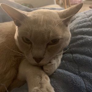 Meet your Posher, Lis